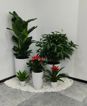 余姚绿植租赁设备怎么升级？最新操作流程